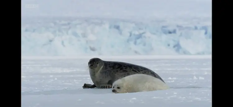 Arctic ringed seal (Pusa hispida hispida) as shown in Frozen Planet - Spring